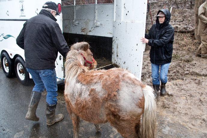 7 лошадей спасли на болоте, из-за колючей проволоки…