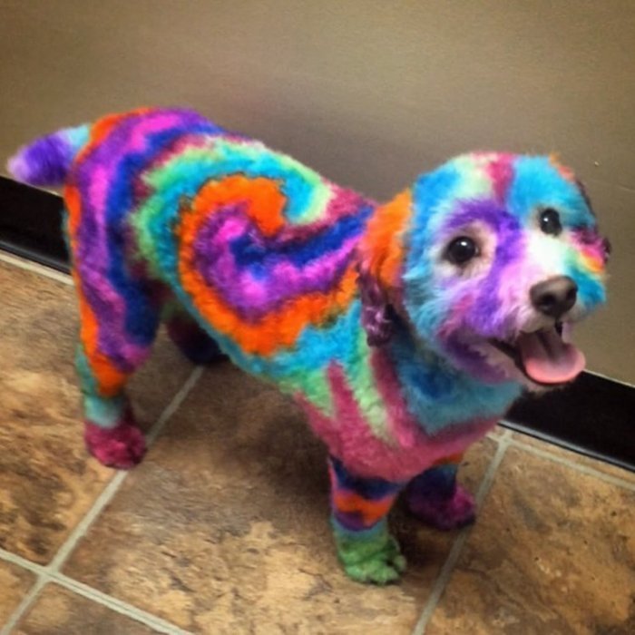 Женщина красит свою собаку в психоделические цвета, потому что, как она говорит, ей это нравится
