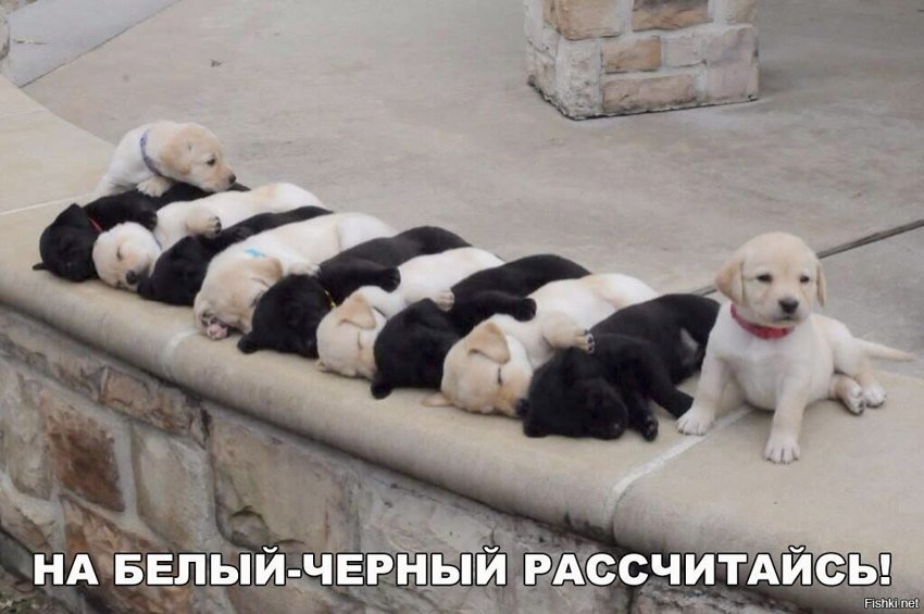 На белый-чёрный рассчитайсь