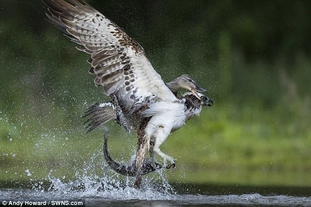 Неожиданно на озере развернулся экшн! Дикая утка начала атаковать птицу, так, что пойманный обед скопы упал обратно в воду