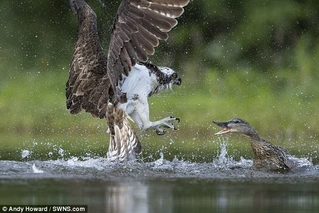 Хищная птица скопа заметила в озере форель, и решила пообедать. Она и не подозревала, рядом с кем приземлится..