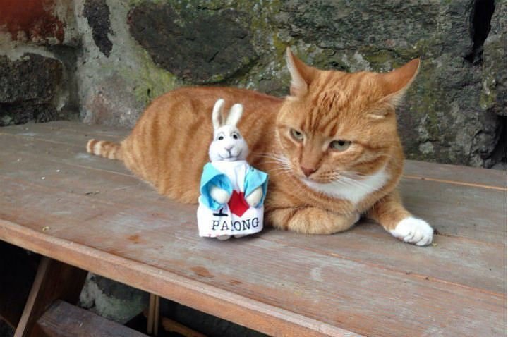 Старший мяучный сотрудник Выборгского замка: кот получил трудовую книжку