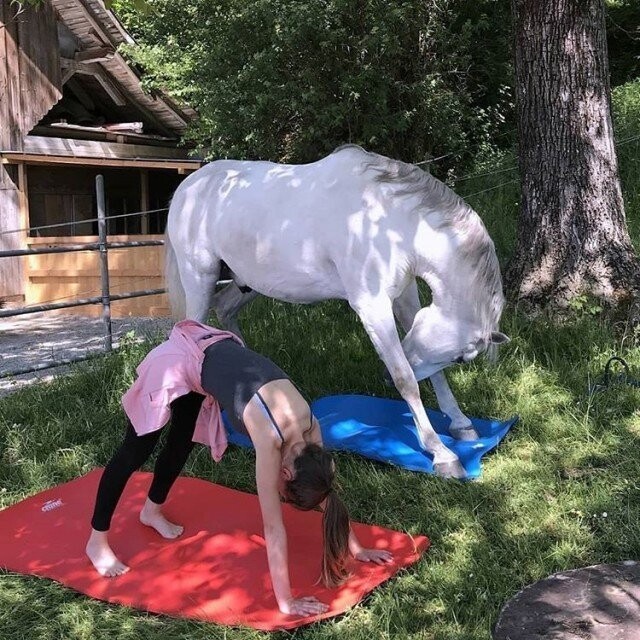 Лошади тоже любят йогу. 