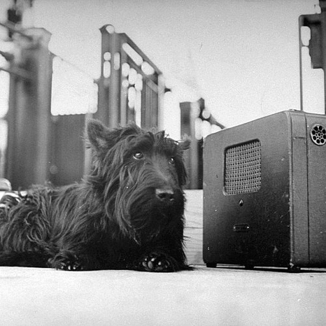 Собака президента Франклина Делано Рузвельта - Фала слышит голос своего хозяина.  Американское чувство к Рузвельту было настолько личным, что даже его собака стала национальной фигурой.