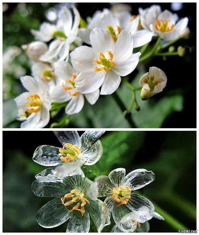 Лепестки Skeleton Flower становятся прозрачными, когда идет дождь