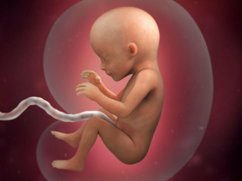 Эмбриогенез человека