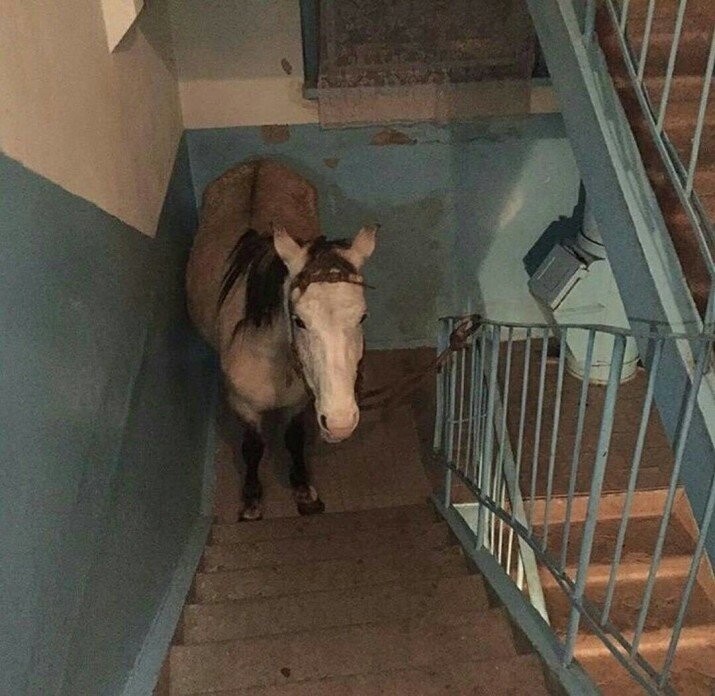 Что ты здесь делаешь, лошадка?