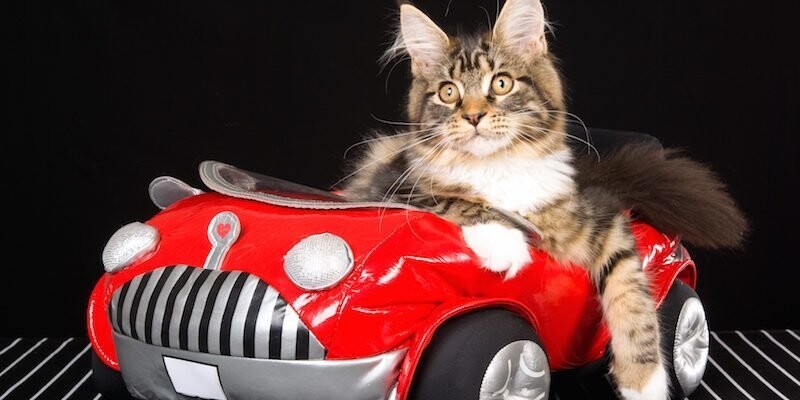 Коты, которые в прошлой жизни были таксистами