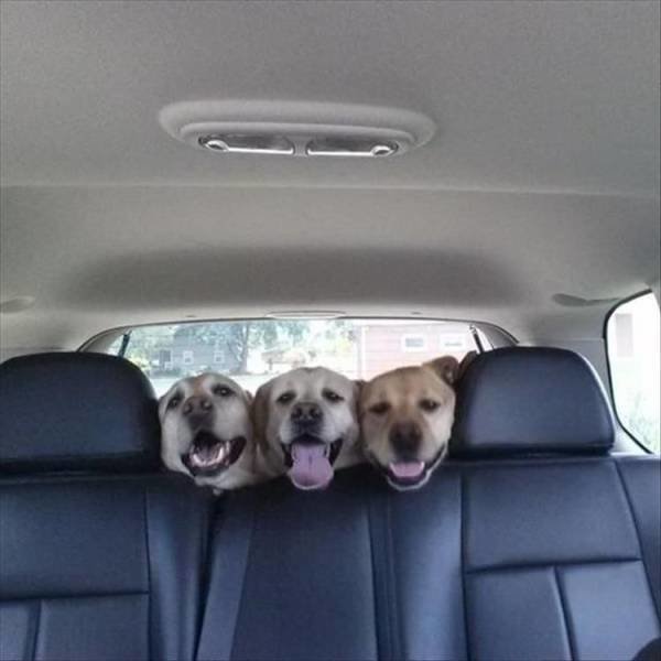 Трио в багажнике