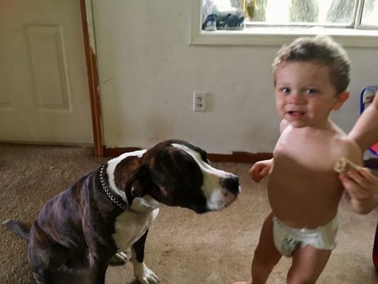 В Мичигане пес спас заблудившегося ребенка