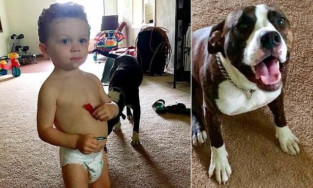 В Мичигане пес спас заблудившегося ребенка
