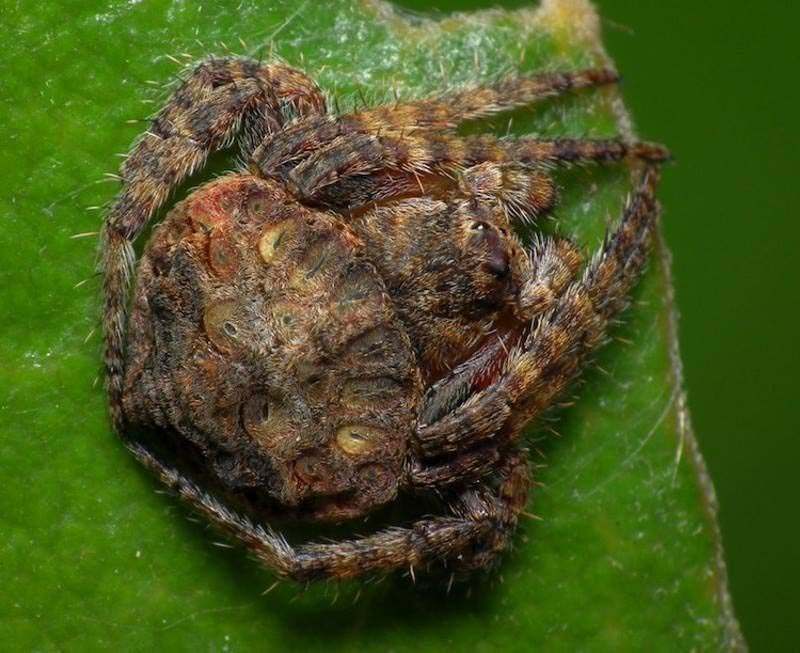 Эти австралийские пауки рода Dolophones — настоящие мастера камуфляжа