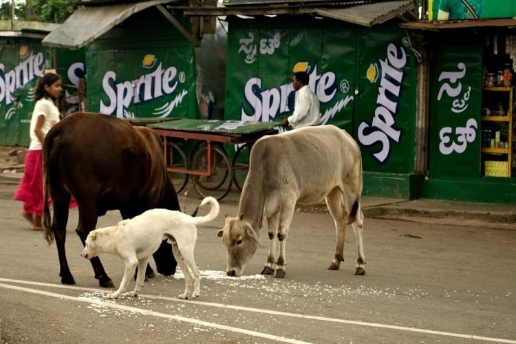 Коровы - такие же жители города, как и люди