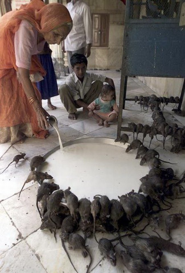 В некоторых храмах поклоняются крысам и наливают им молочка