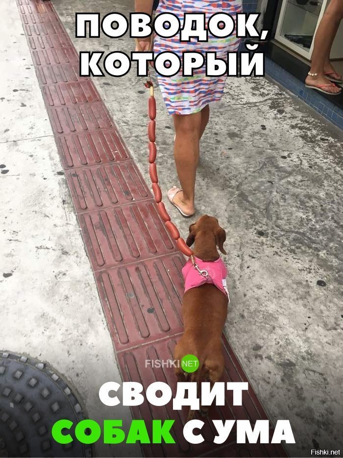 Поводок , который сведёт с ума любую собаку