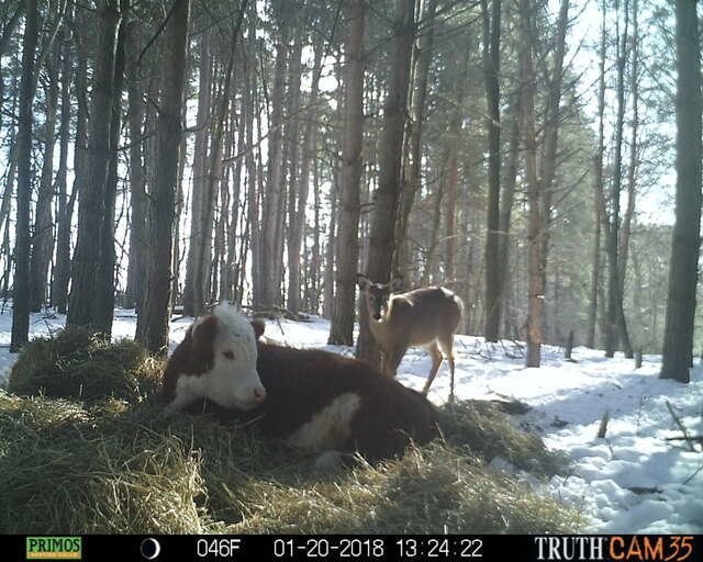 Олени усыновили… телёнка!