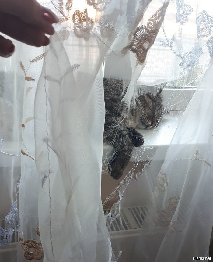 ... Кот прорвал дыру в занавеске, чтобы просто отдохнуть на окне.
Похвальная ...