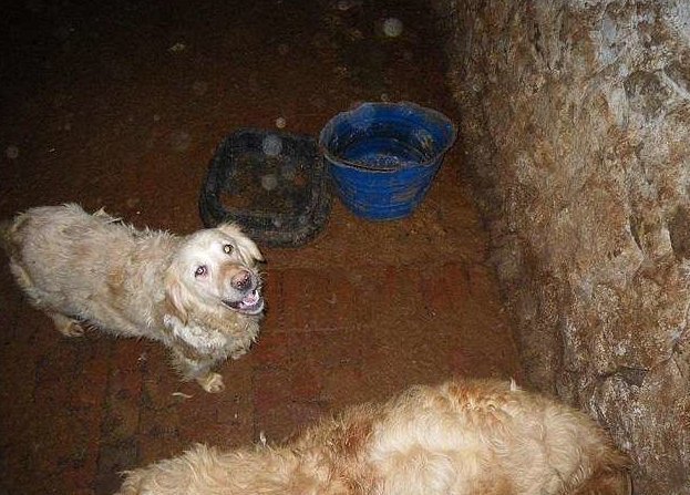 Владельцу "фермы ужасов" пожизненно запретили содержать животных