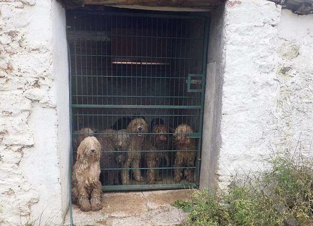 Владельцу "фермы ужасов" пожизненно запретили содержать животных