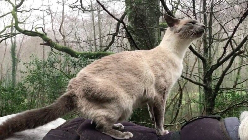 Кот вырос в конюшне и выезжает на прогулки, сидя на лошади