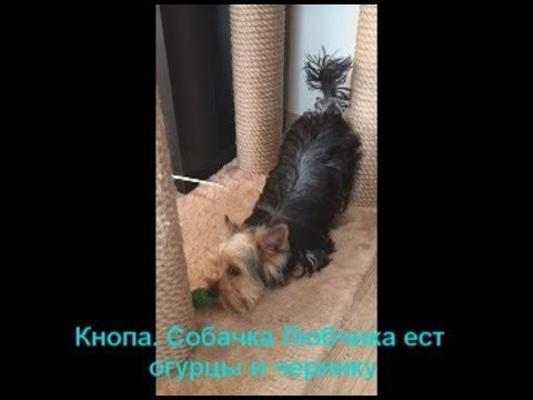 Ты не ты когда голоден