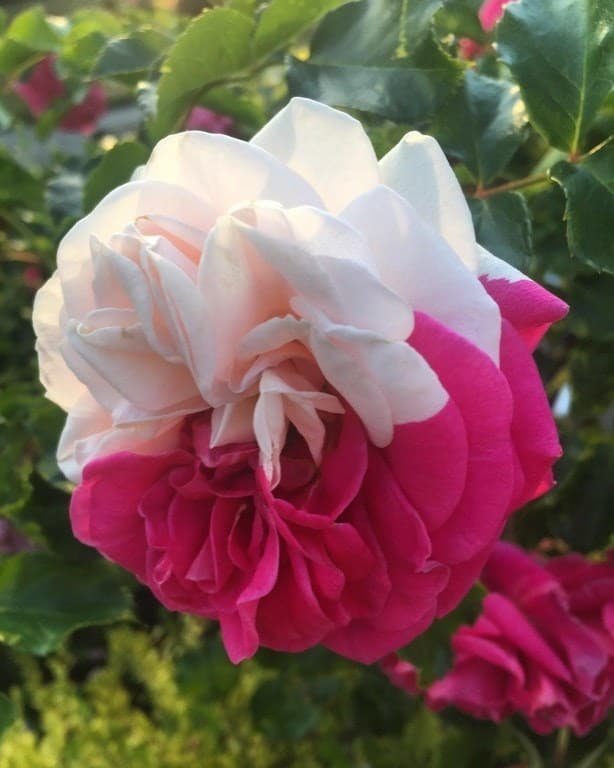 Лепестки этой вошлебной двуцветной розы наверняка исполняют желания!