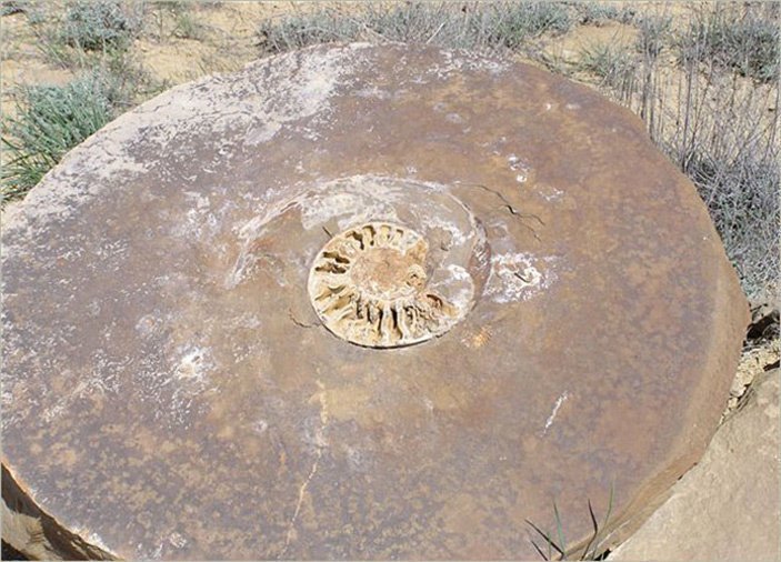 Эта гигантская конкреция, найденная на полуострове Мангышлак, выросла вокруг раковины аммонита