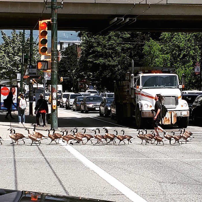 Целая стая гусей не спешно пересекает оживлённый перекрёсток в канадском Ванкувере