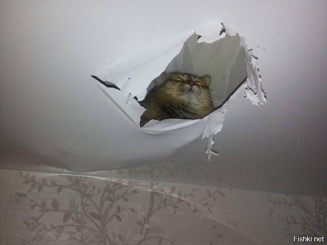 - Здрасьте, потолок покрасьте