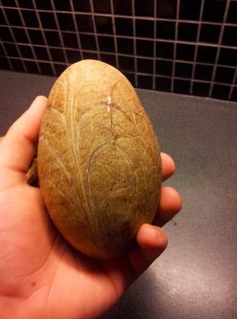 14. Этот очищенный кокос вообще похож на камень