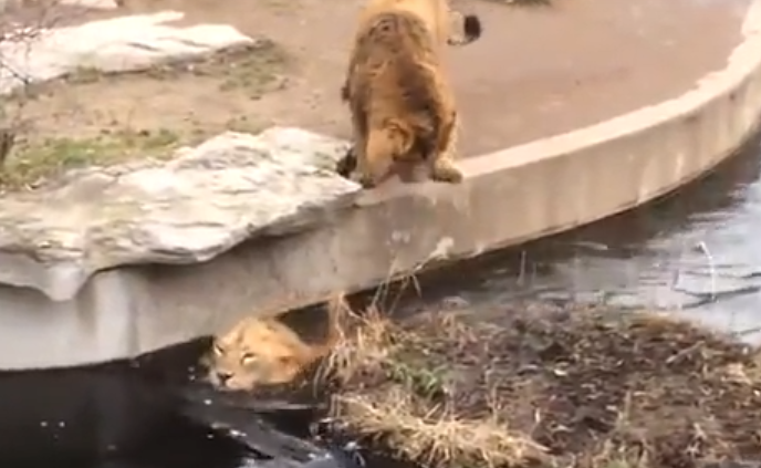Как лев немного поплавал в зоопарке