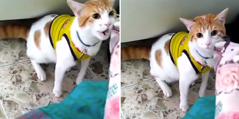 Видео с котом, который кричит «гол», набрало тысячи просмотров