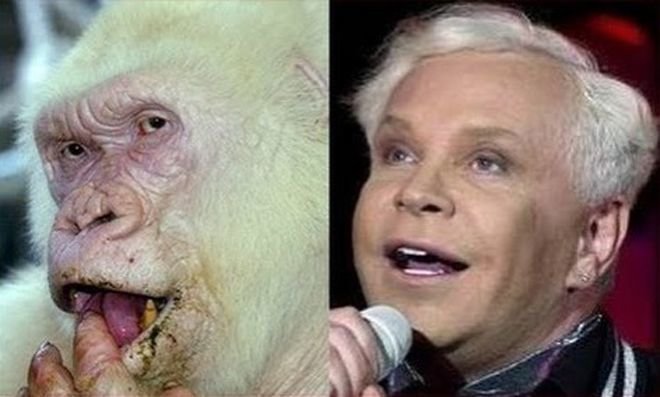 Редкая белая горилла и такой же уникальный российский певец