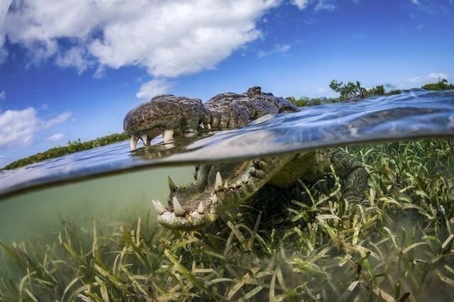 Водный мир