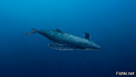 Самый одинокий кит в мире