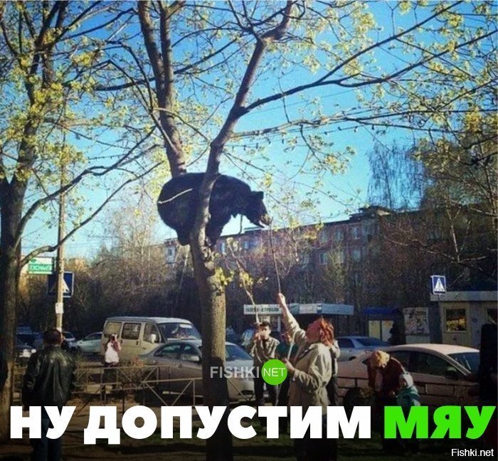 Допустим мяу
