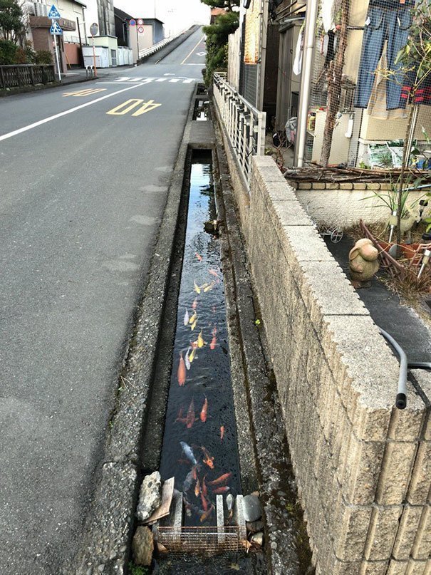 13. В Японии карпы кои плавают даже в дренажных каналах