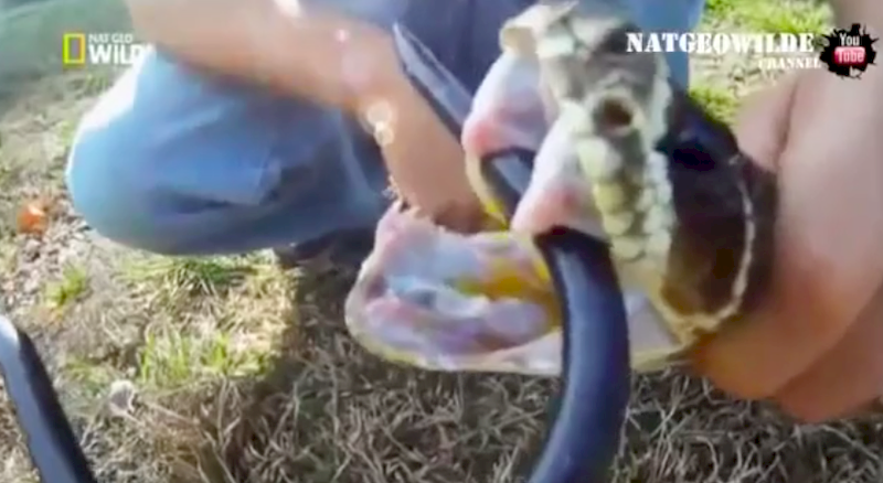Голова-убийца: змея отомстила за удар лопатой (1 фото+1 видео)