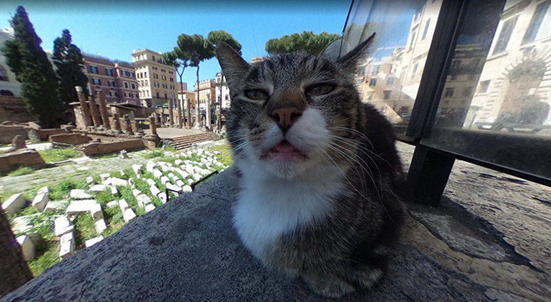 Google-карты сделали котика известным на весь мир