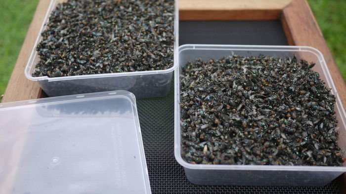 Как избавиться от мух на даче: австралийская мухоловка своими руками
