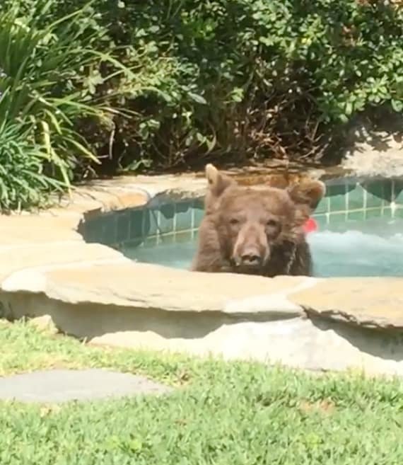 Медведь пробрался в джакузи жителя США и выпил его коктейль