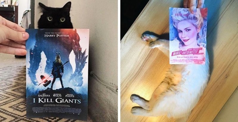 Фотограф гоняется за котами, чтобы сделать их героями кинокартин