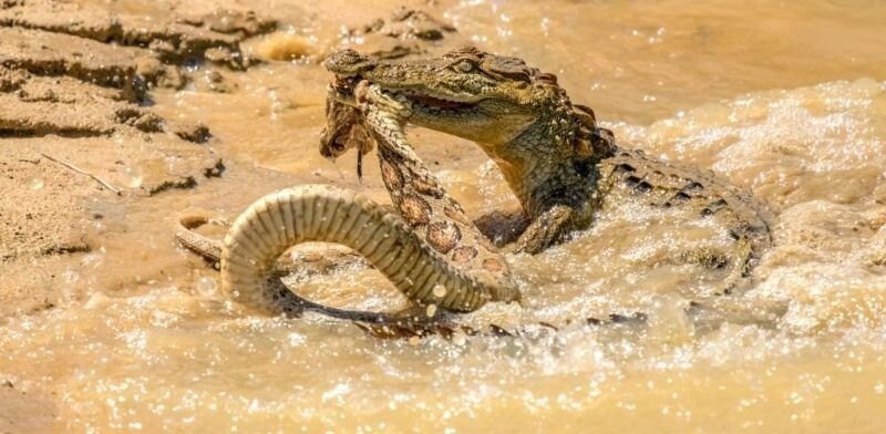 Схватка крокодила и смертельно опасной гадюки