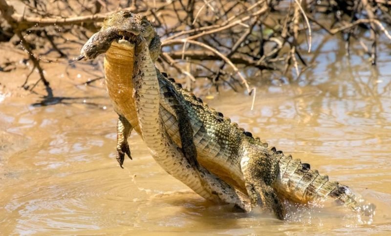 Схватка крокодила и смертельно опасной гадюки