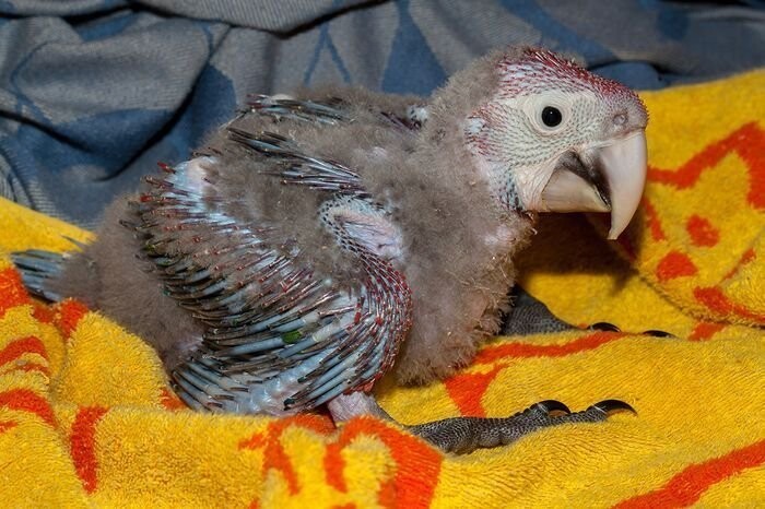 Изменения попугая ара за 2 месяца после рождения