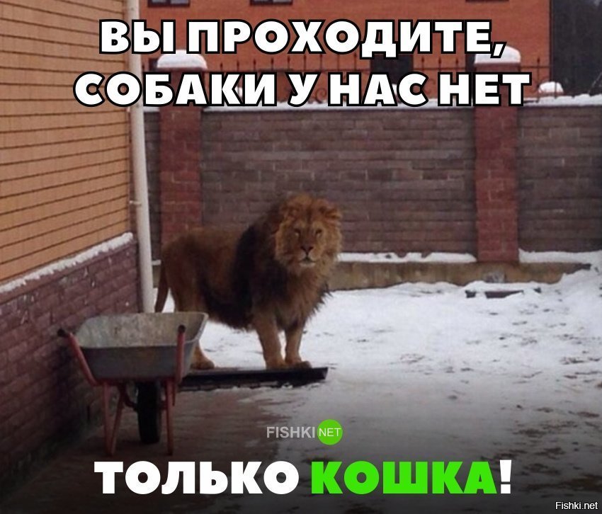 Собаки у нас нет, только кошка