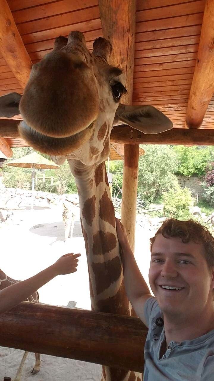 Селфи с жирафом