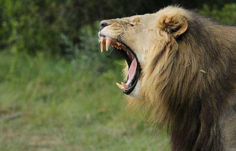 Львы съели трех браконьеров, охотившихся за рогами носорогов