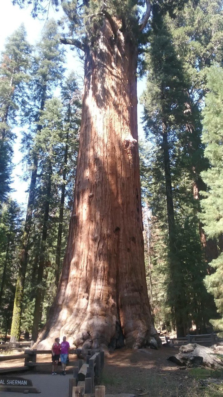 Генерал Шерман, официально самое большое дерево в мире