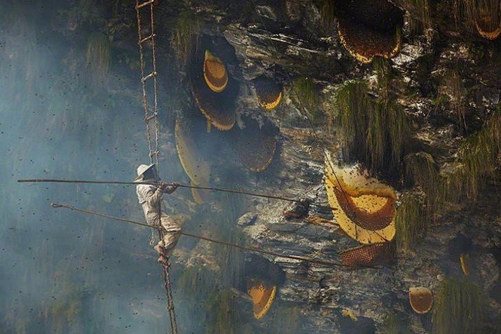 Большие желтые штуки — соты диких пчел в Непале